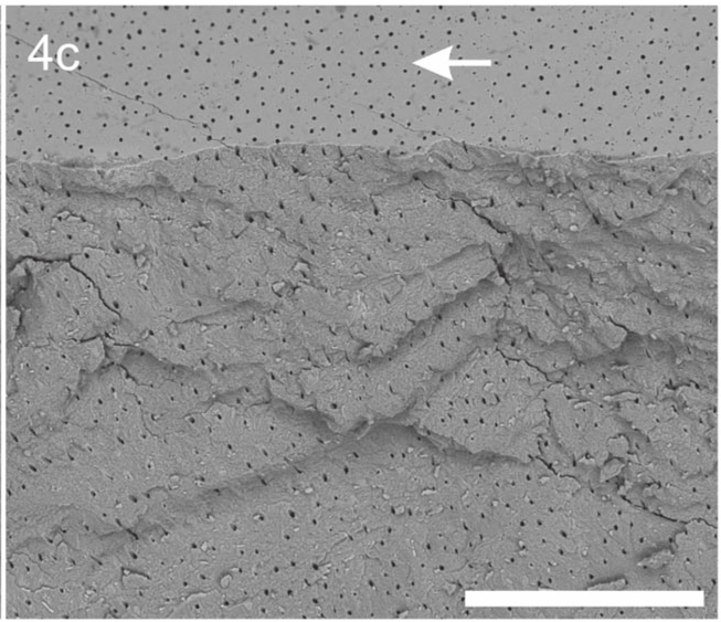 aarrest-gel-figure4-c Fig. 4c shows a negative control.