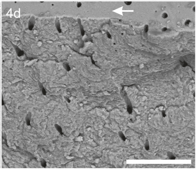 aarrest-gel-figure4-d Fig. 4d shows a negative control.