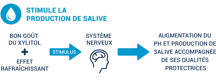 xyl-salivation